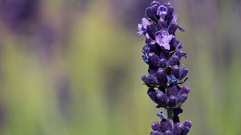 Lavanda