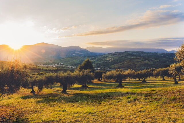 Olivares