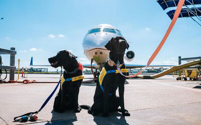 Perros listos para un vuelo