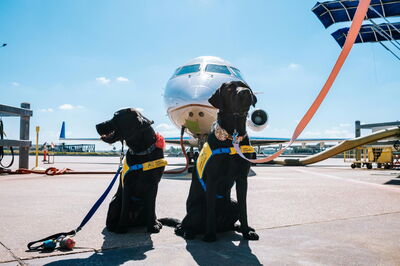 Perros listos para un vuelo