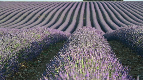 Lavanda