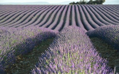 Lavanda