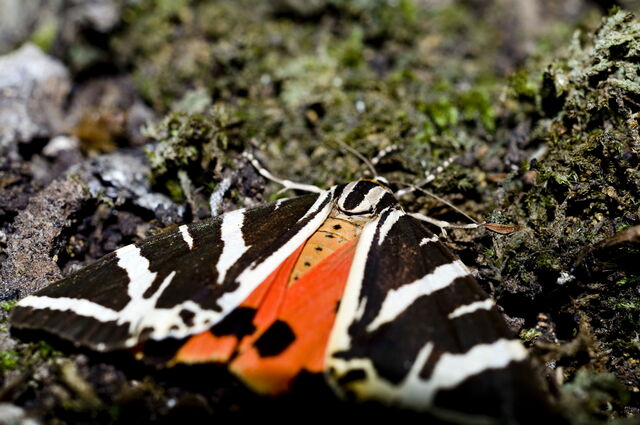 Valle de las Mariposas, Rodas