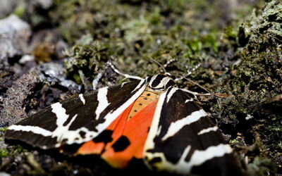 Valle de las Mariposas, Rodas