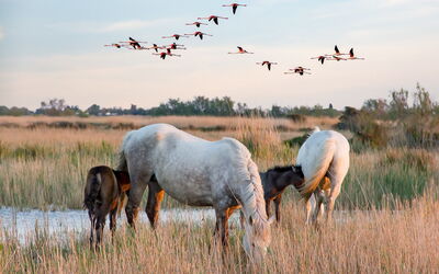 Caballos en Camargue