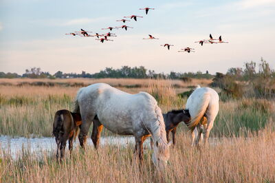Caballos en Camargue