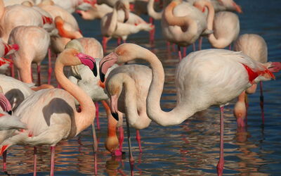 Flamingos en Camargue