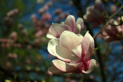Jardín Botánico de Zagreb, Magnolia