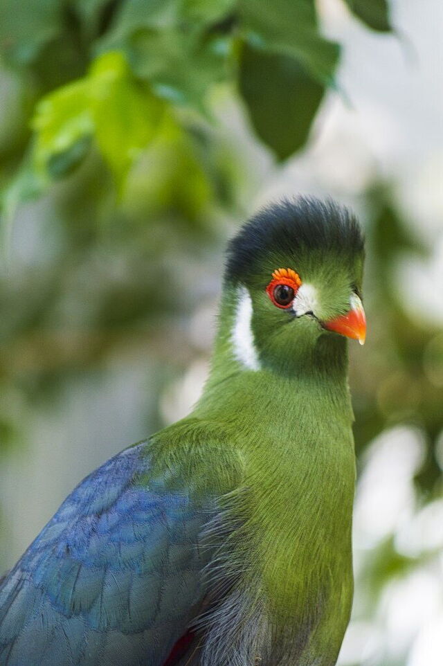 pájaro bonito