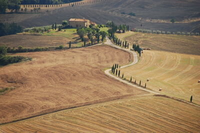 Carretera bordeada de cipreses y campos de trigo en el valle de Orcia