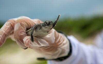 Una tortuga bebé