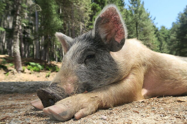 Un lechón salvaje en Córcega
