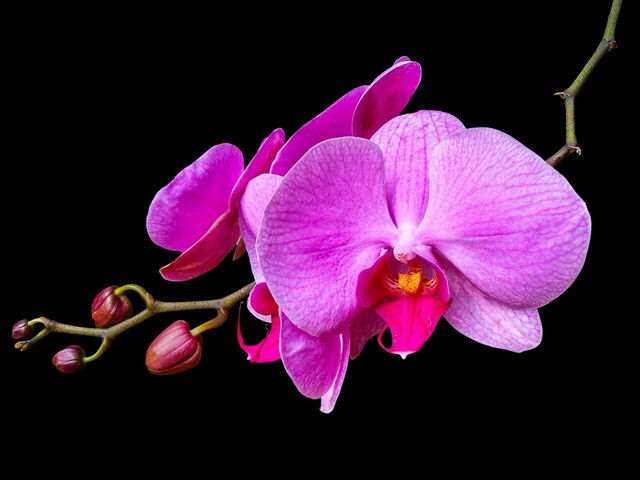 Una orquídea rosa