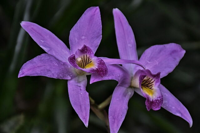 Orquídeas moradas