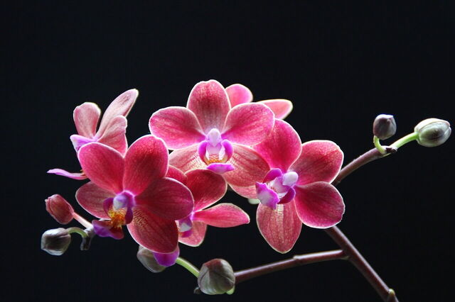 Orquídeas rosas