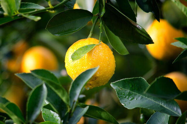 Naranjas