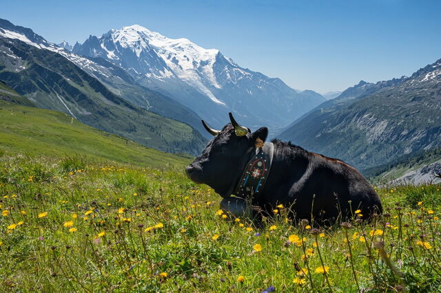 Una vaca alpina en Chamonix