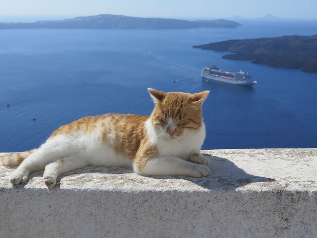 gato