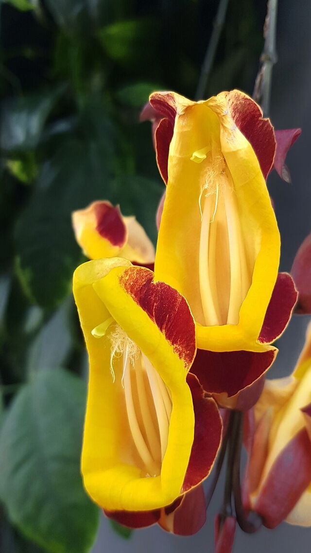 Orquídea en el Orquidario de Estepona