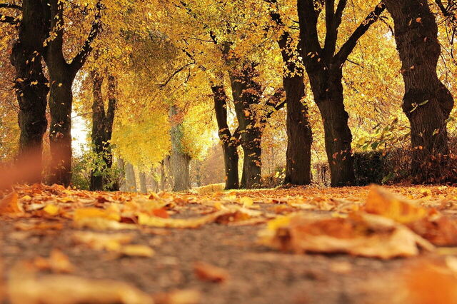 Follaje de otoño