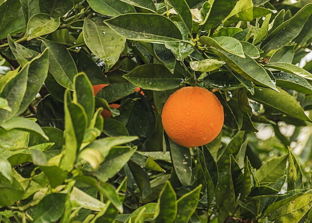 Naranjas en Creta