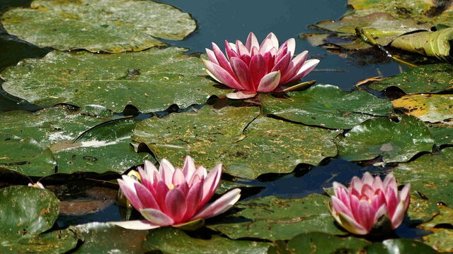 Lirios de agua en Giverny