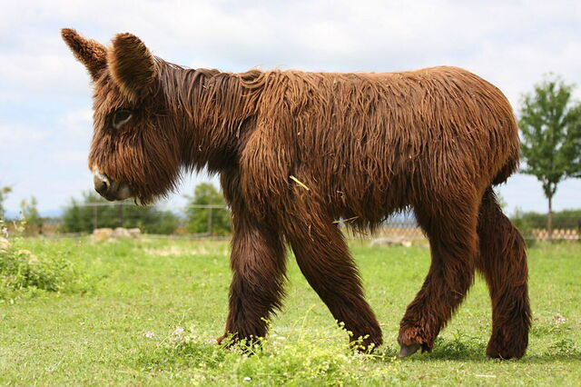 Un bebé de poitou
