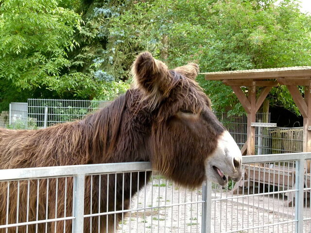 Burro de Poitou
