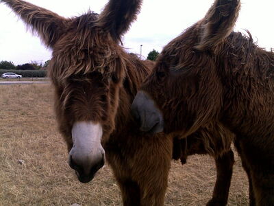 Los burros de Poitou