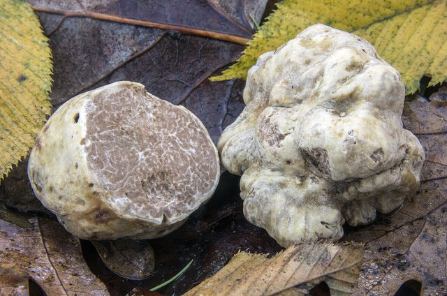 Tuber Magnatum