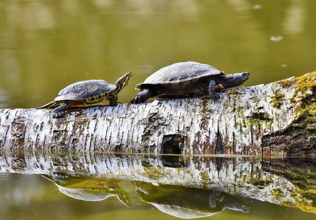 Tortugas