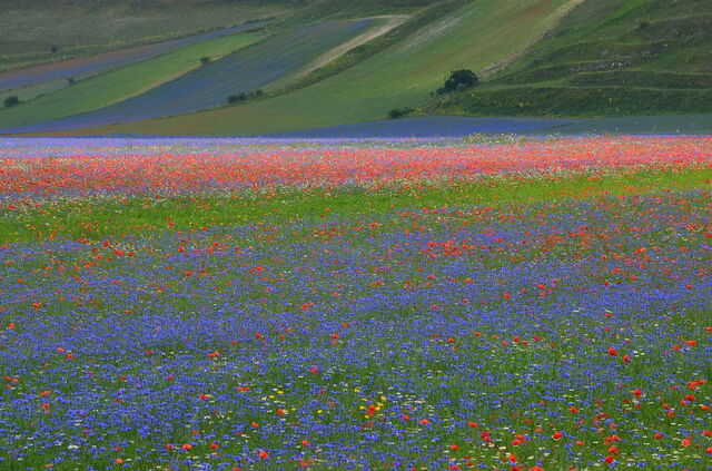Piani di Castelluccio, detalle