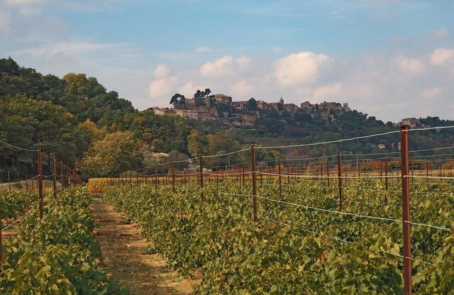Un viñedo en Provenza