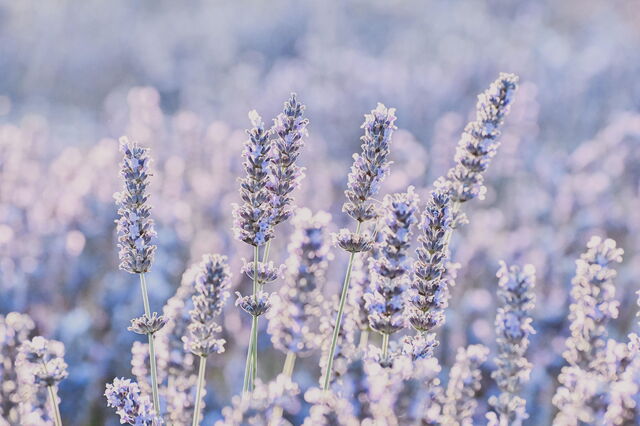 Lavanda