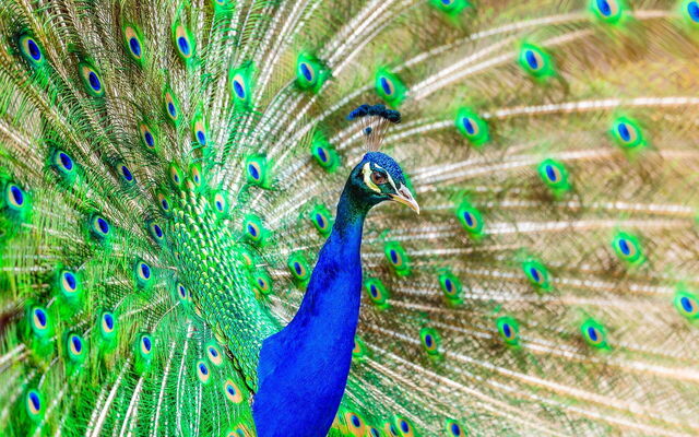 Lokrum, pavo real