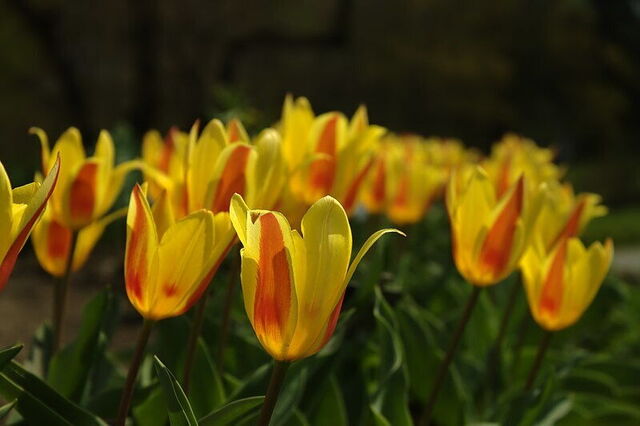 Jardín Botánico de Zagreb, Tulipanes