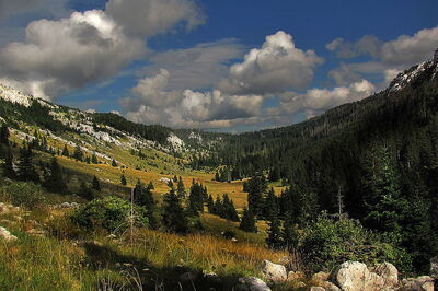 Bosques, Parque Nacional Velebit del Norte