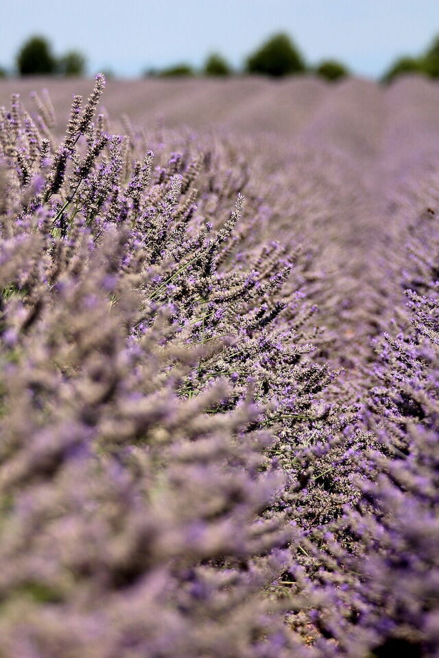 Lavanda, detalle