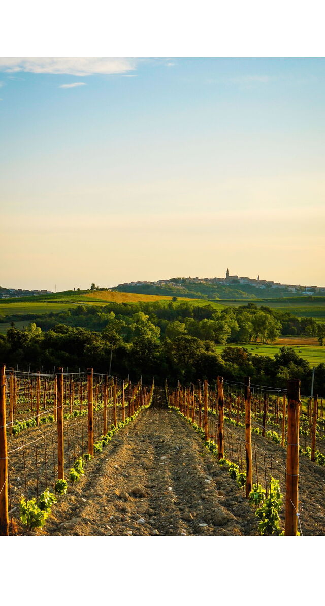 Viñedos en Croacia