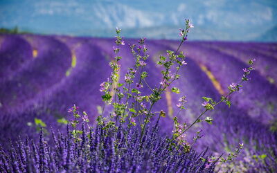 Lavanda en la Provenza