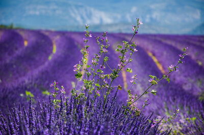 Lavanda en la Provenza