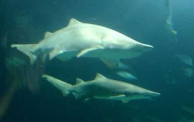 Tiburones