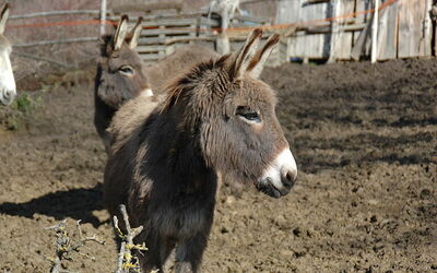 Loa Abruzos Casa de Vacaciones - Un Fresco Sabor de Italia