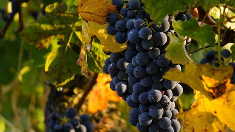 Uvas