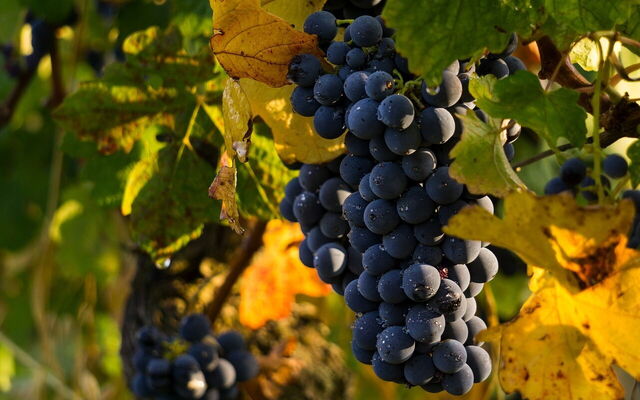 Uvas