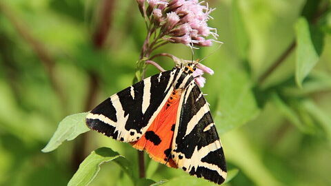 Euplagia quadripunctaria