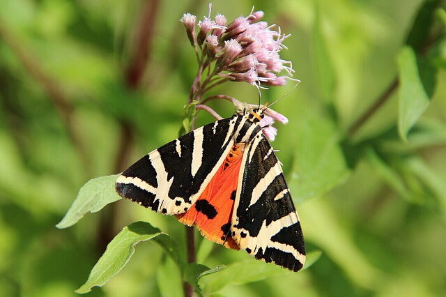 Euplagia quadripunctaria