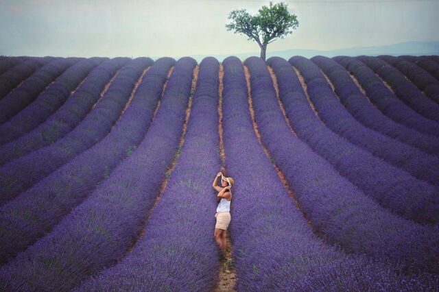 Explorando campos de lavanda