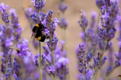 Una abeja en una flor de lavanda