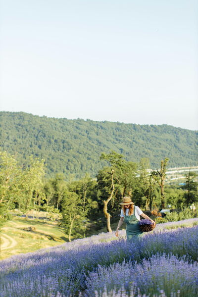 Recolectando lavanda